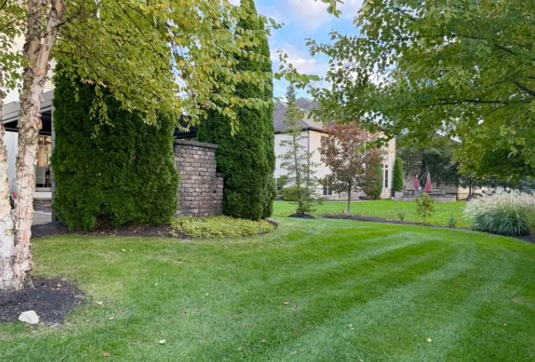 Striped backyard lawn framed by birch and evergreens
